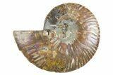 Cut & Polished Ammonite Fossil (Half) - Madagascar #346011-1